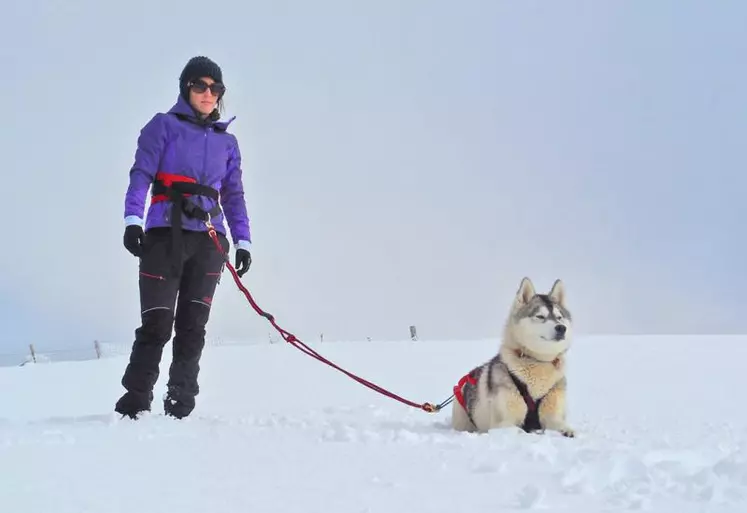 Laëtitia Birolini, aux côtés de l’un de ses douze chiens nordiques.