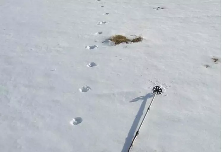 Une vingtaine d'indices de présence du loup collectés cet hiver dans le département. Photo d'illustration.