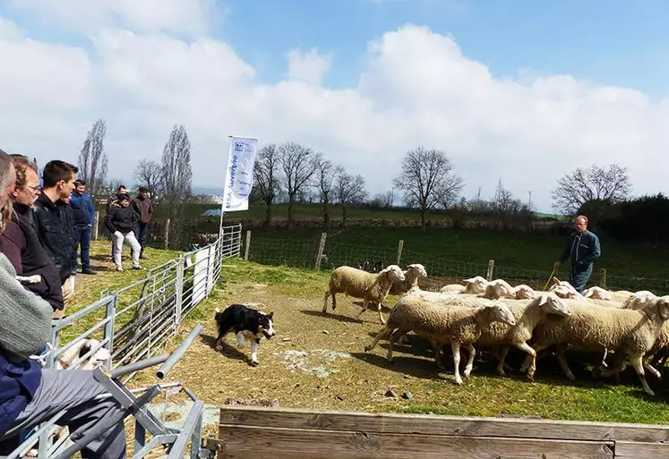 Les ateliers pratiques ont permis aux jeunes d’assister à une démonstration de chiens de troupeau organisée avec l’Acuct (Association cantalienne des utilisateurs de chiens de troupeaux).