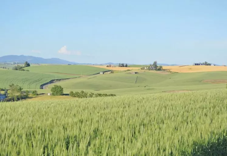 Les pieds solidement ancrés en Auvergne, le groupe Limagrain rayonne aujourd’hui dans 39 pays.