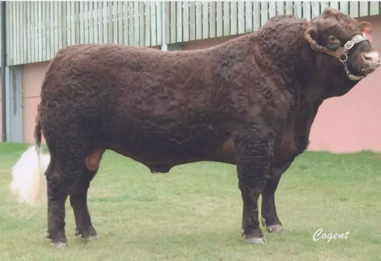 Joker, un taureau sans corne homozygote acheté en Écosse et à la descendance prometteuse.