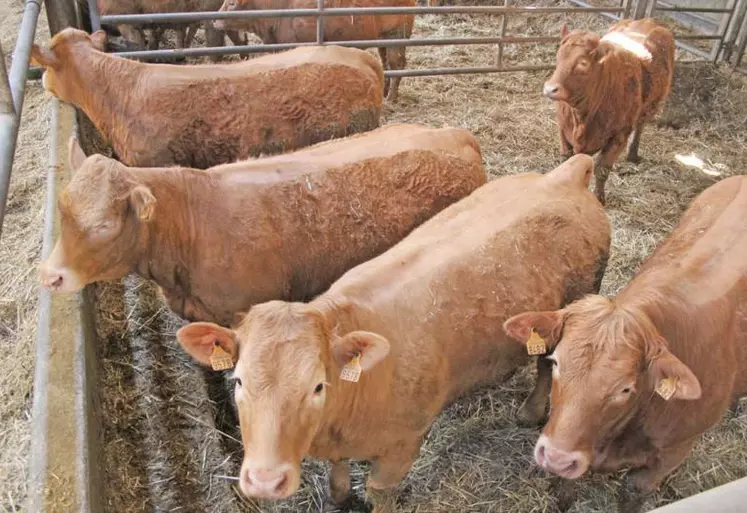 Babynettes, broutards alourdis... des voies d’engraissement qui ont démontré leur pertinence économique.