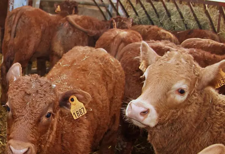 Le revenu moyen disponible est plus élevé en lait, mais comme en viande, il baisse nettement depuis 2019. 