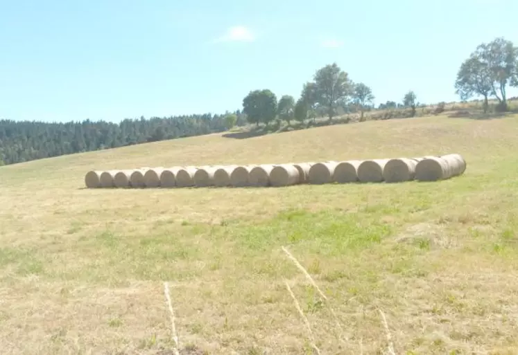 Les rendements observés sont jugés satisfaisants hormis dans les zones impactées par les campagnols, la qualité, elle, est moyenne voire médiocre.