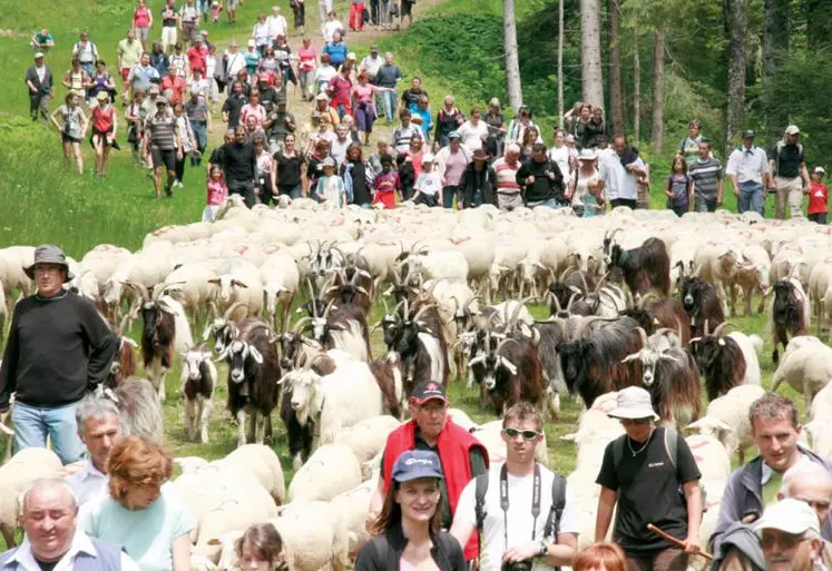 Derniers hectomètres pour les brebis qui ont parcouru en 2012 180 km depuis le Lot pour rallier Le Lioran.