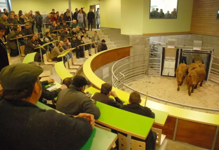 Derniers tests pour le marché au cadran de Mauriac, devant les regards attentifs des éleveurs qui espèrent que cette nouvelle structure relancera les ventes du département.