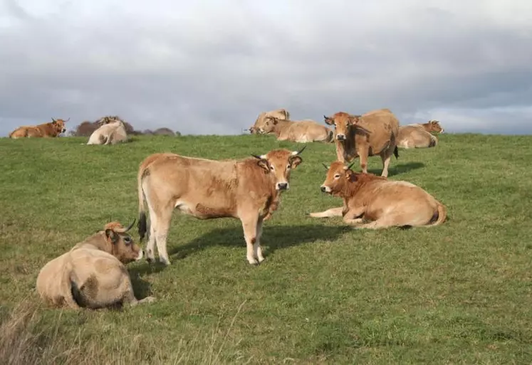 Un taux de productivité minimum de 0,8 veau par vache sur 15 mois est introduit pour l'aide à la vache allaitante.