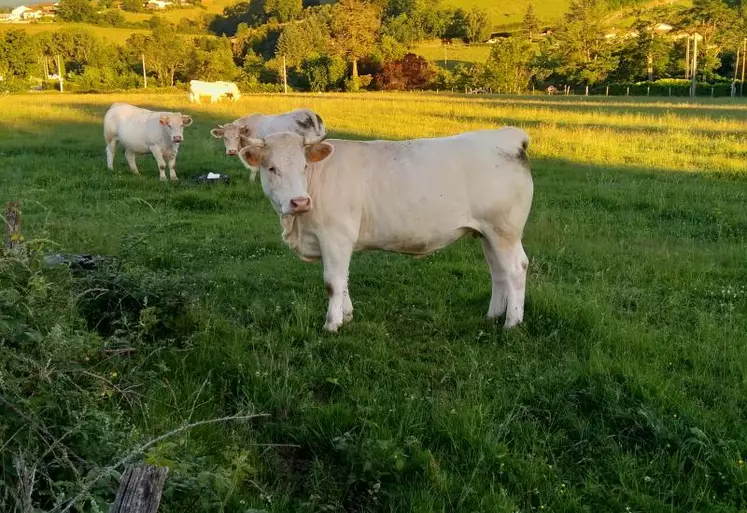 Le grand Massif central, berceau des races à viande.