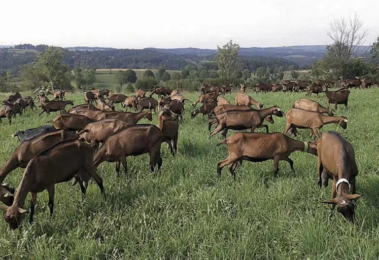 Une réorientation de production d’une exploitation de Margeride auparavant uniquement en bovin viande.