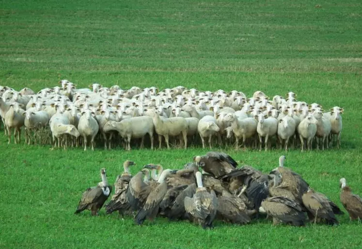 L'une des motions votées par la chambre concerne la population de vautours et sa régulation.