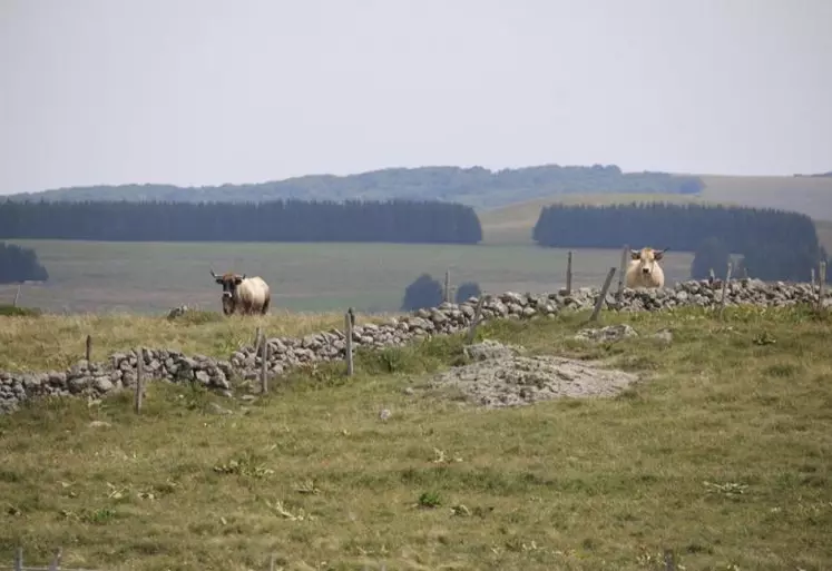 Selon la chambre d’agriculture de Lozère, malgré la crise sanitaire qui a changé les règles du jeu, le traitement des dossiers Pac s’est, dans l’ensemble, bien déroulé. Retour sur une année particulière avec Blandine Jouve, responsable d’équipe installation, conseil d’entreprise et conseillère spécialisée agri-environnement.