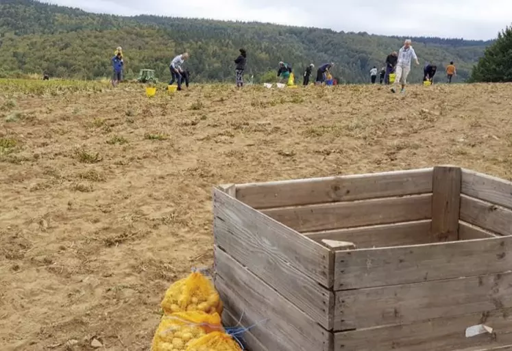 Si la seconde édition du ramassage au champ des pépites de l’Aubrac de ce 19 septembre dû être interrompue pour cause de pluie, le succès est au rendez-vous d’un événement qui s’inscrit déjà dans la tradition lozérienne.