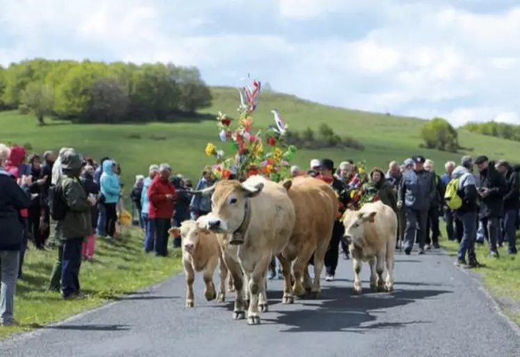 Plus de 150 couples d’Aubrac ont transhumé dimanche dernier au col de Bonnecombe.