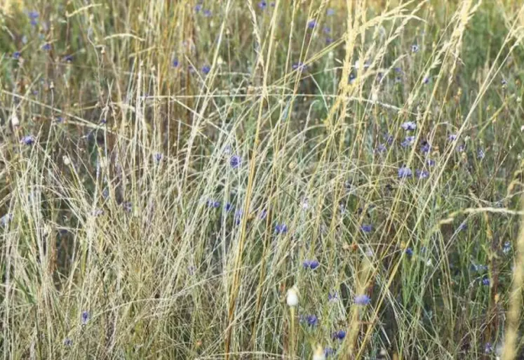 L’application scientifique et le parc national des Cévennes se sont associés pour développer une connaissance plus fine de la flore du PNC.