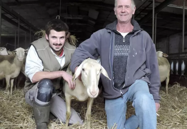 Maël Blanc et son père conduisent un troupeau de brebis laitières.