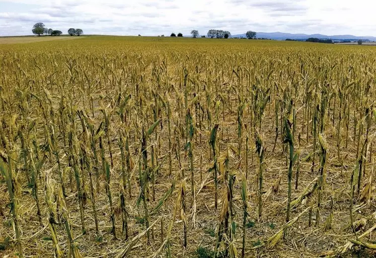 Les orages de grêle de la semaine dernière ont causé plus de 16,6 millions d'euros de dégâts de récolte, selon Groupama. Les grandes cultures et la viticulture essuient les plus fortes pertes, les dégâts sont davantage localisés en fruits et légumes. Le ministre de l'Agriculture a d'ores et déjà annoncé l'activation des mesures d'aide classiques, ainsi que l'étalement du remboursement des prêts garantis par l'État.