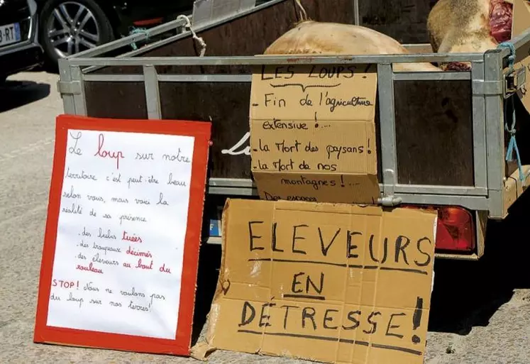 La demande en référé suspension déposée par l'association animaliste One Voice pour suspendre l'arrêté de tir de prélèvement du loup en Lozère et Haute-Loire a été rejetée par le tribunal administratif de Nîmes mercredi 16 novembre.