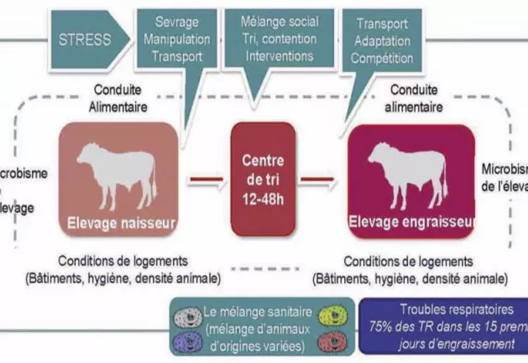 Vacciner pour limiter les risques sanitaires pendant les phases d’engraissement.