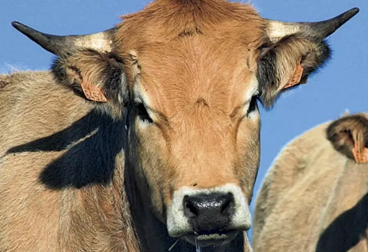 Face à la décapitalisation, la filière bovins viande a affiché sa solidarité à l'assemblée générale d'Elvéa (organisations de producteurs), le 29 juin au Mans. Tout en s'efforçant de tracer des perspectives encourageantes, entre engraissement des jeunes bovins et démarches bas carbone.