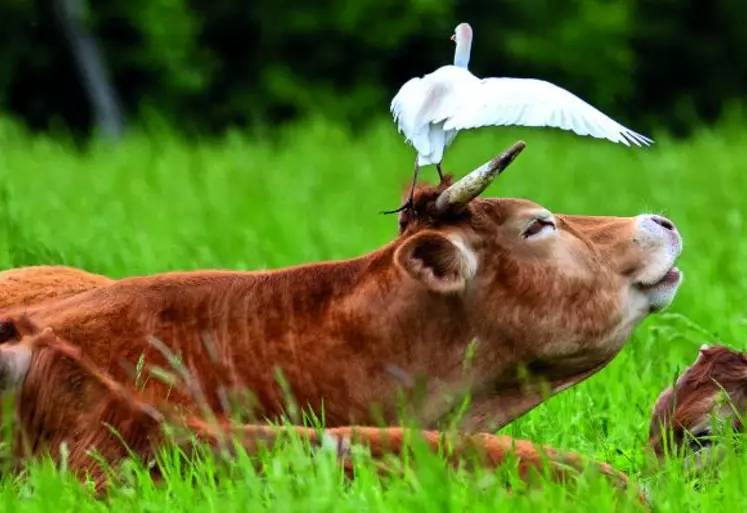 Frank Pizon arpente inlassablement le département de l'Allier qu'il affectionne tant, pour observer, photographier et filmer ce que la nature bourbonnaise offre de plus merveilleux sur terre et dans les airs, sous l'eau. Dans le plus grand respect des milieux naturels environnants, toujours. L'oeil émerveillé, souvent.