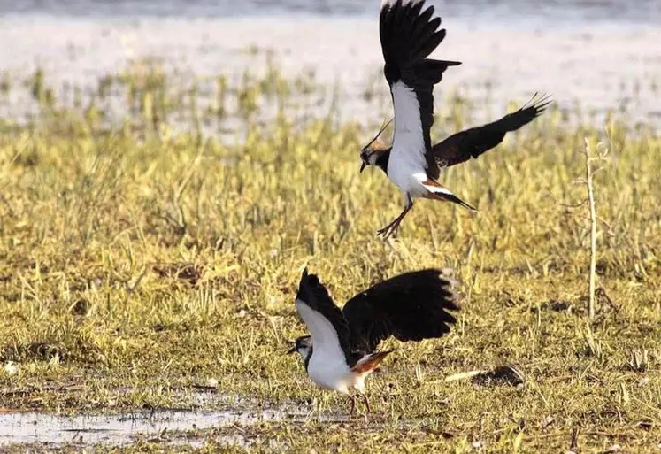 Les derniers chiffres publiés par la LPO et le Muséum d'histoire naturelle confirment l'effondrement des populations d'oiseaux dans les campagnes. La baisse de biodiversité est désormais avérée, estiment les experts, appelant à prendre en compte cette urgence dans la déclinaison nationale de la future Pac.