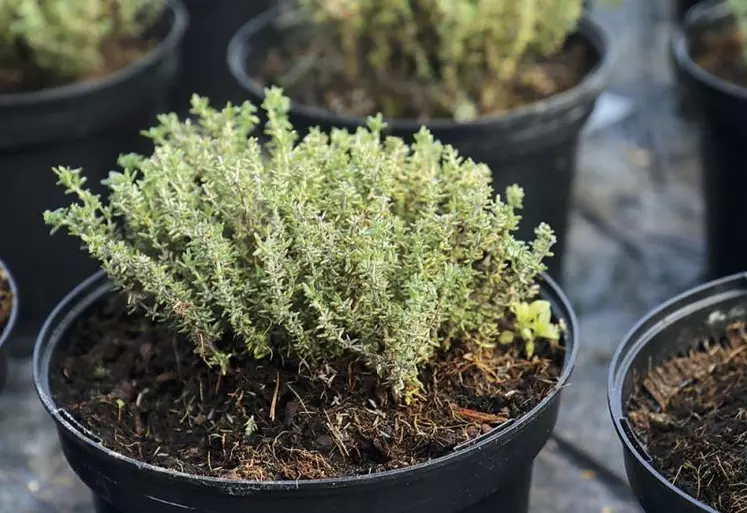 Le 30 mars 2021, l’association Plantes et santé Gévaudan-Lozère s’est créée, structurant encore un peu plus la filière PPAM qui suscite l’intérêt de nombreux acteurs amont et aval sur le territoire lozérien.