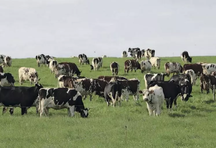 « La filière laitière biologique française évolue indépendamment de ce qui se passe sur le marché mondial mais également indépendamment de la filière laitière conventionnelle française. La production est gérée quasi uniquement en fonction des besoins pour la transformation et donc de l’évolution de la demande des consommateurs », indique FranceAgriMer dans son rapport annuel paru en décembre.