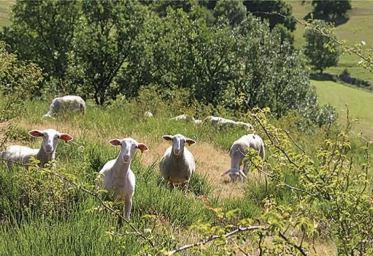 « Les agriculteurs ne doivent pas se contenter de faire une clôture de l'extérieur pour empêcher les animaux de divaguer. Les clôtures de ces pâturages, leur organisation, leur positionnement doit être conçu pour être un véritable outil de gestion de la ressource », explique Catherine Rocher, chargée d'études pastoralisme et agri-environnement à la chambre d'agriculture de Lozère.