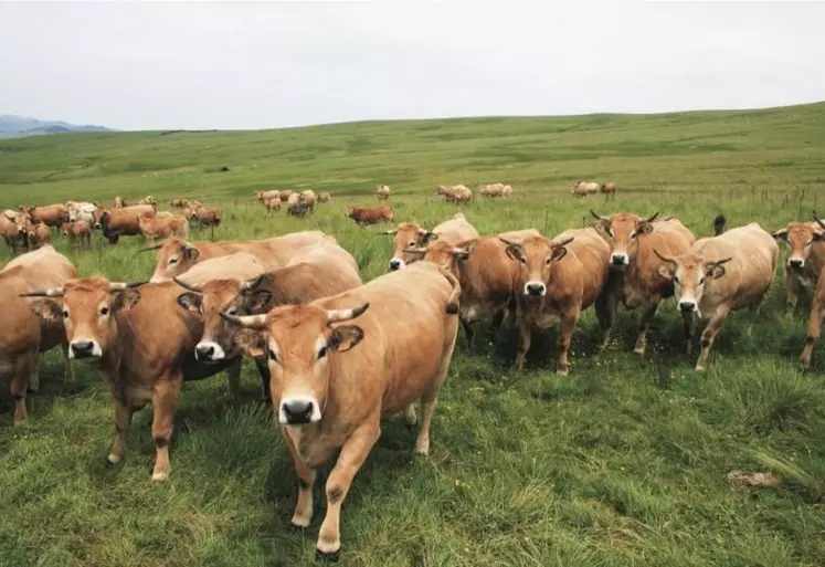 L'arrêté ministériel traduisant la loi de santé animale (LSA) en droit français est paru le 15 novembre dernier, alors même que la campagne de prophylaxie bovine avait déjà débuté. Aussi, pour pallier ce décalage, plusieurs dispositions réglementaires sont prévues, sous réserve d'accord préfectoral.