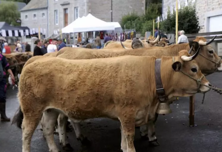 Samedi 3 septembre, la fête de l'Aubrac a soufflé sa cinquième bougie. L'occasion de revenir sur une fête qui lance les concours agricoles de septembre.