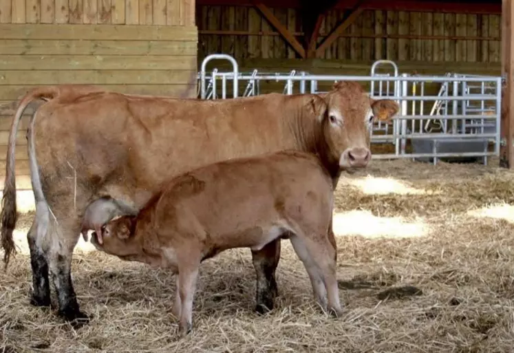 En bovins viande comme en ovins, les cours se sont dangereusement rapprochés entre bio et conventionnel, au risque de faciliter le déclassement, alors que la filière traditionnelle cherche des volumes. Certains opérateurs font l'effort de suivre la hausse des cours, mais la consommation restera la clé à long terme.