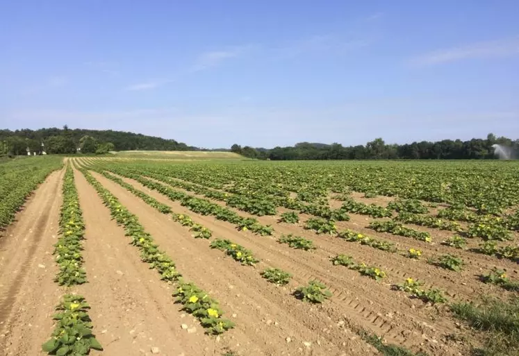 Plantation de courges en AB aux jardins d'Ardèche.