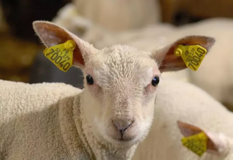 Selon l’âge de l’animal, le repère d’identification n’est pas le même. Pour les animaux nés après le 1er juillet 2010, l’identification électronique est obligatoire.