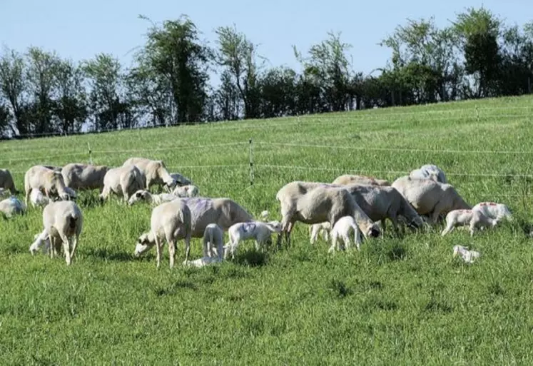 Grâce à l’herbe et aux fourrages sur les fermes, les élevages de ruminants français sont autonomes en aliment à 83 % et en protéines à 75 %.