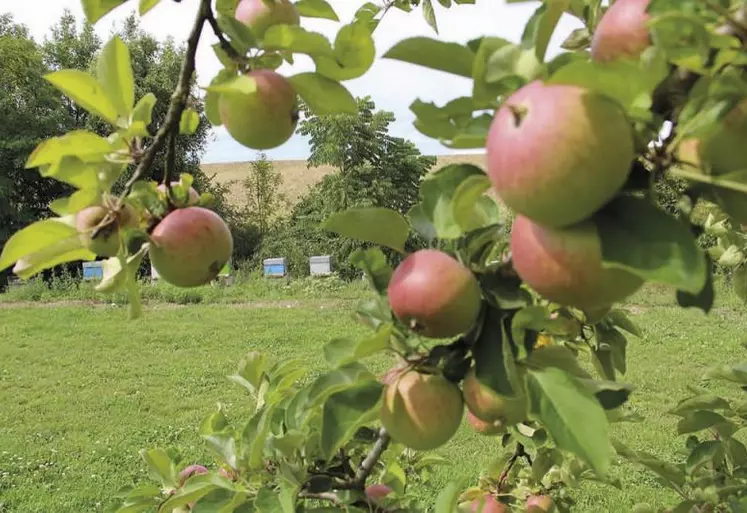 En arboriculture ou en viticulture, l'enherbement total est une alternative au désherbage, parfois pratiqué en bio