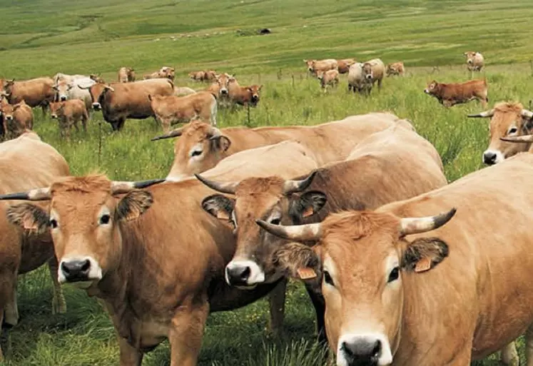 Dans un communiqué, plusieurs syndicats dénoncent l'inaction du gouvernement à l'encontre du secteur agricole.