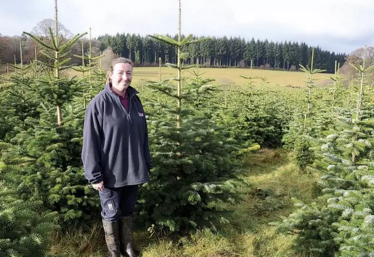 Mélanie Lagriffoul conduit une plantation de sapins de Noël qui comporte essentiellement des nordmann et quelques épicéas.