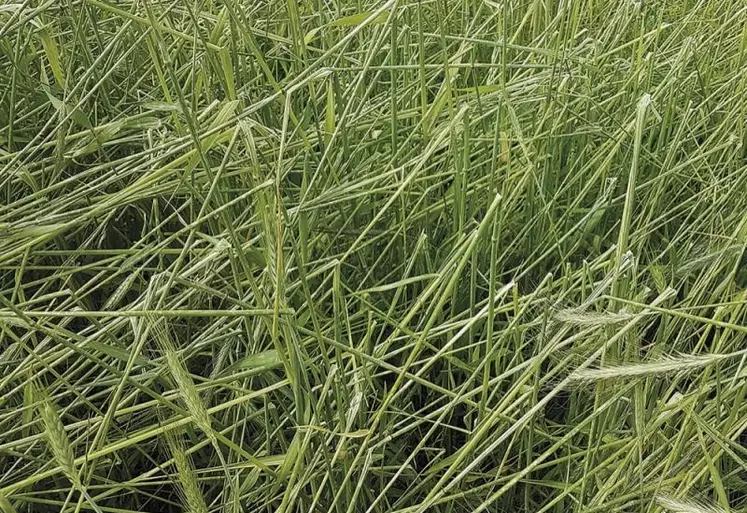 Chaudeyrac et Casagnas ont la semaine dernière été frappés par la grêle. Des orages localisés qui ont endommagé les parcelles d’agriculteurs.