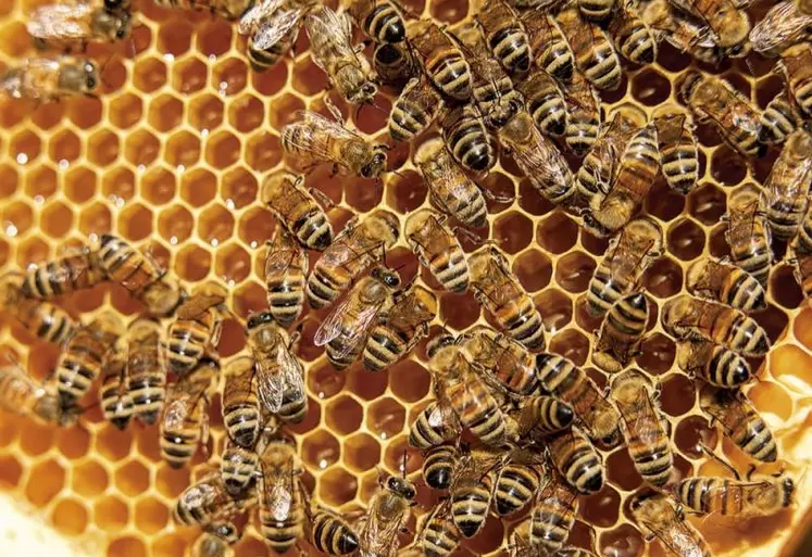 Améliorer l'étiquetage des mélanges de miel, renforcer la traçabilité et les méthodes d'analyse et, enfin, mener des contrôles systématiques des importations de pays tiers. Telles sont les demandes des organisations et coopératives agricoles de l'UE pour faire face aux fraudes pratiquées dans les miels importés alors que la Commission européenne prépare une révision de la directive Miel.