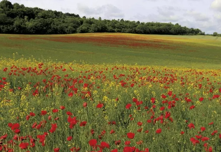 Le projet de loi de finances sur lequel le gouvernement engage sa responsabilité intègre cinq amendements, dont deux nouveautés par rapport à l'examen en commission : l'abaissement de la TVA de l'alimentation animale et l'élargissement de l'exonération de la taxe à l'essieu.