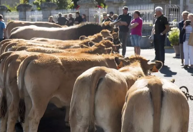 Ce samedi 5 septembre s'est tenue la foire de Nasbinals, pour compenser l'annulation de la fête de l'Aubrac. Une vente aux bestiaux a eu lieu durant la journée.