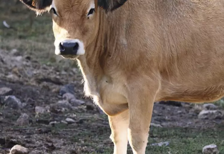 Les vendredi 15 janvier et mardi 19 janvier, le Cerfrance Occitanie a présenté les tendances qui se dégagent pour les filières végétales et animales pour la campagne 2020. Premières conclusions : le premier confinement et les aléas climatiques ont eu des impacts non négligeables sur la production.