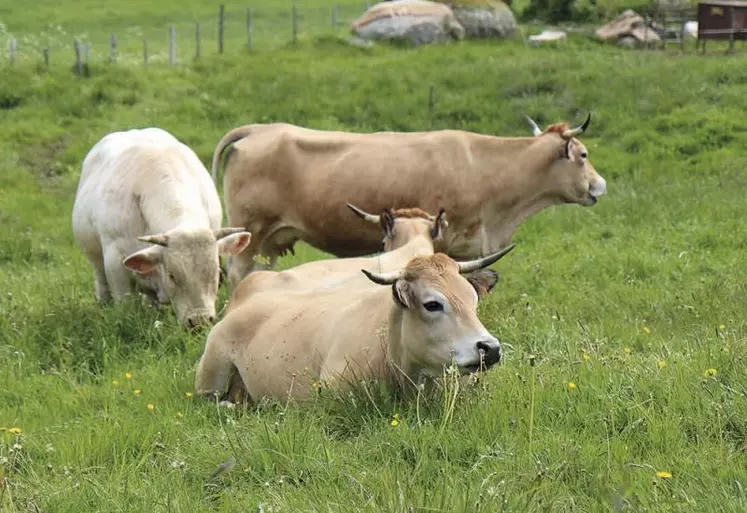 Les chiffres clés de la progression de la bio en 2019 ont été publiés en septembre par l’observatoire régional de l’agriculture bio en Occitanie. Si cette dernière confirme sa première place de région productrice bio, la déclinaison par départements montre des différences.