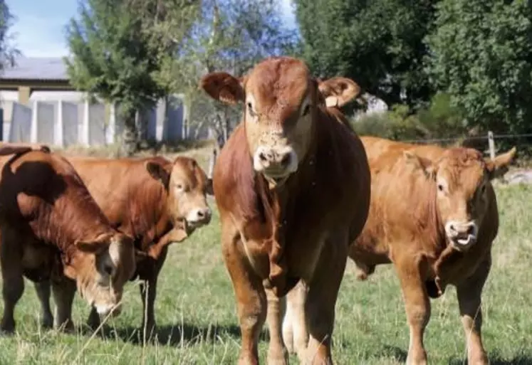 Installé au Monteil, à Rieutort-de-Randon, Julien Bonnal va participer cette année à son premier Qualiviande, qui aura lieu samedi 17 et dimanche 18 septembre à Aumont-Aubrac.