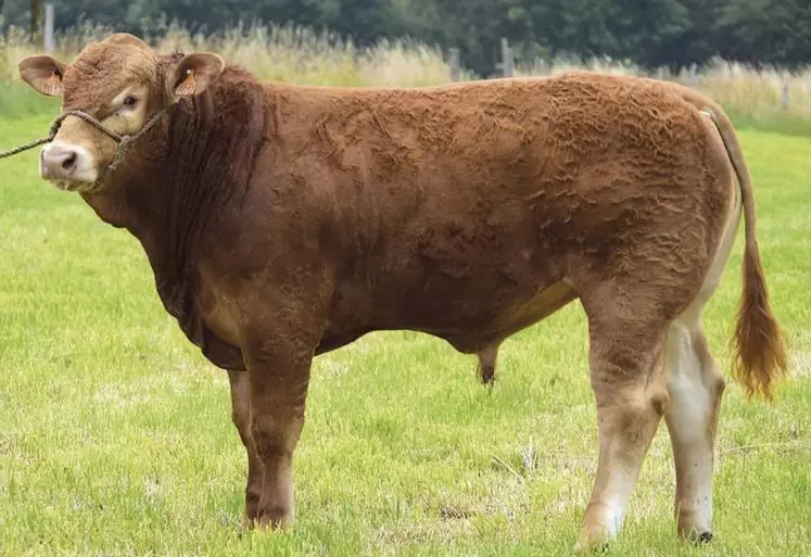 Romarin, champion mâle du concours et top-price, a été acheté par KBS Genetic.