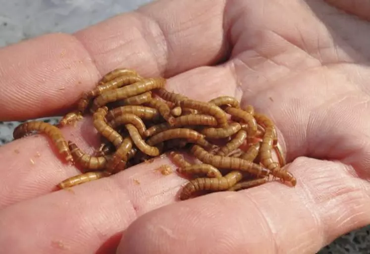 Une fois que l'utilisation de protéines animales transformées sera réautorisée dans l'alimentation animale, il sera essentiel de veiller à une séparation stricte des lignes de production à tous les maillons de la chaîne pour éviter des contaminations entre les différentes espèces animales, prévient l'Autorité française de sûreté alimentaire.