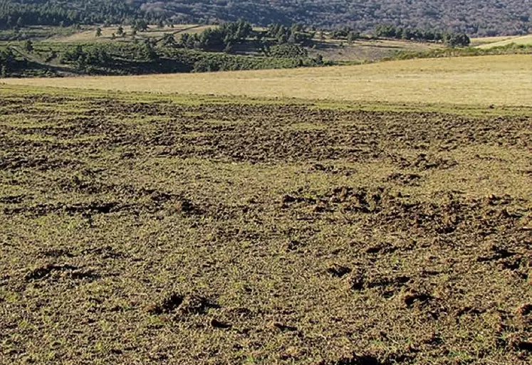 Pour prolonger le dossier chasse paru dans le Réveil Lozère*, la rédaction s’est penchée sur un sujet qui fâche : les dégâts de sangliers dans les parcelles agricoles.