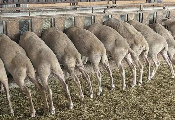 L’alimentation doit être adaptée aux stades de production.