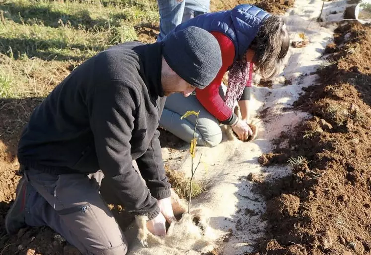 Lundi 23 novembre a eu lieu la distribution des essences qui composeront les haies des propriétaires volontaires sur le causse Méjean, à la Borie, Hures-la-Parade. Une initiative portée par le Copage, avec la fédération de chasse de Lozère, les élus locaux et ceux des sites Natura 2000.