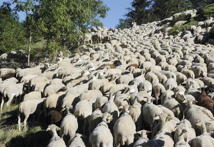 Le groupement pastoral de Finiels a redescendu ses brebis ce jeudi 27 août, deux jours plus tôt que prévu. Après avoir subi deux attaques ces dernières semaines, que les bergers attribuent au loup, l’atmosphère est lourde sur le chemin du retour.